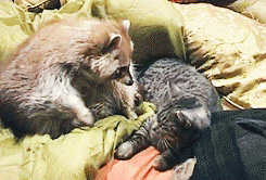 http://s0.tochka.net/infographics/201509/giphy%20rraccoons%203.gif