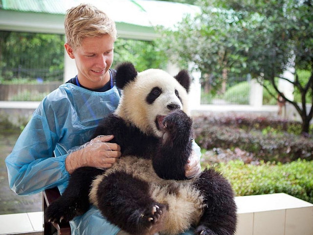 Де побачити панду: Центр вивчення і розведення Великих панд, Ченду, Китай