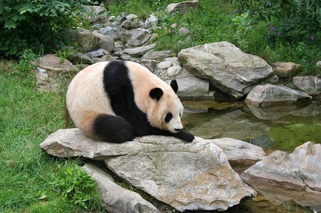 Где увидеть панду: зоопарк Шёнбрунн, Вена, Австрия