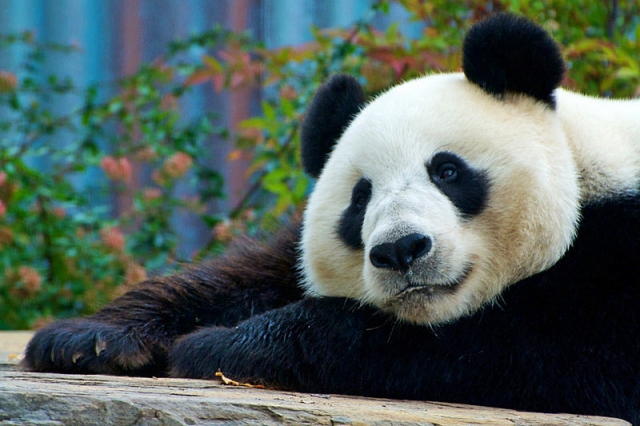 Где увидеть панду: зоопарк Аделаида, Австралия