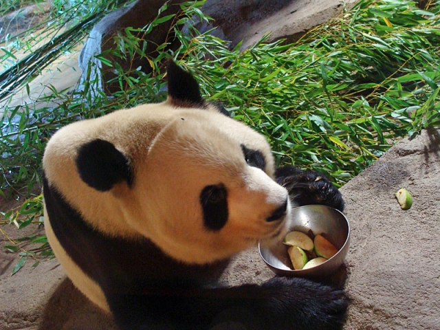 Где увидеть панду: зоопарк в Мадриде, Испания