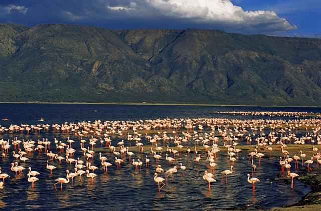 озеро фламинго 