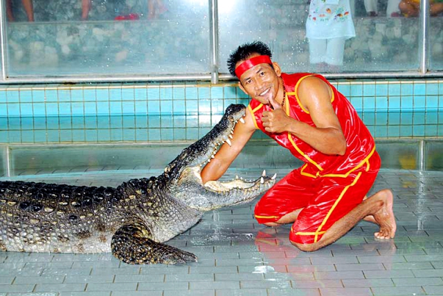 шоу с крокодилами