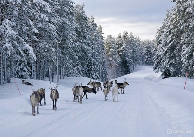 http://s0.tochka.net/travel/g_10041/img_10/08-safari-snow-shutterstock-92934196.jpg